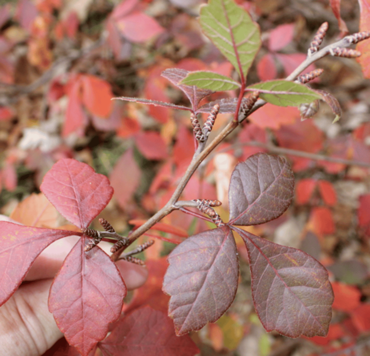 <p>smelly when crushed, trifoliate leaf, catkins, red fall color</p>