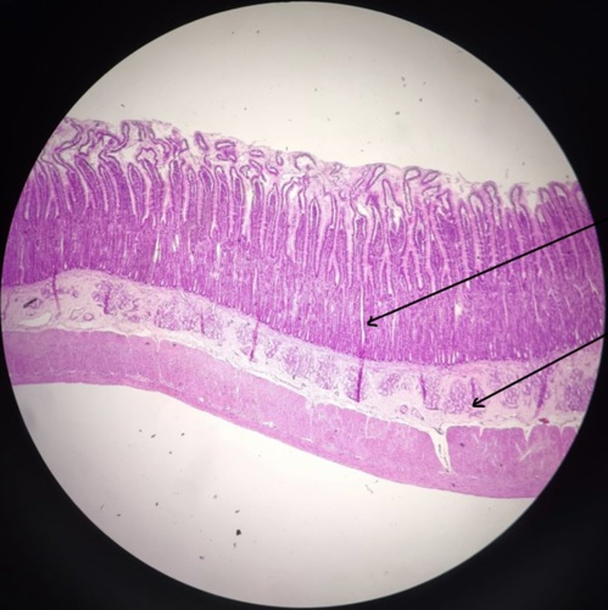 knowt flashcard image