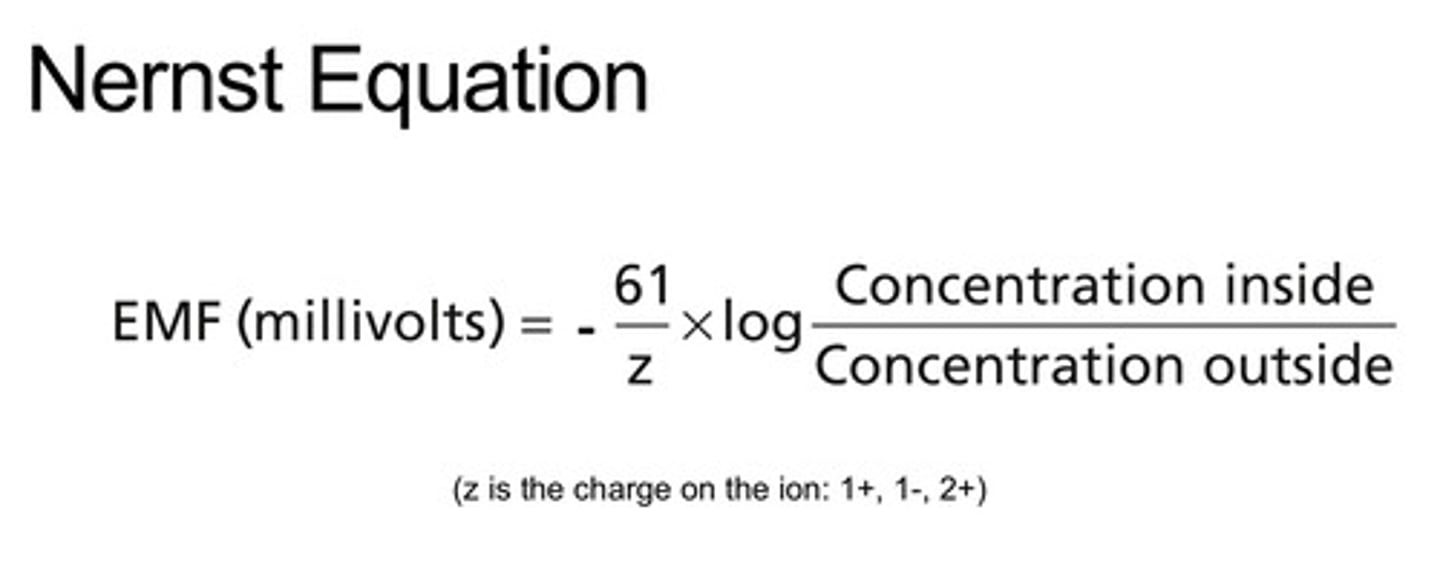 <p>determines the equilibrium (reversal) potential for a specific ion based on its charge and concentration difference across the membrane</p>