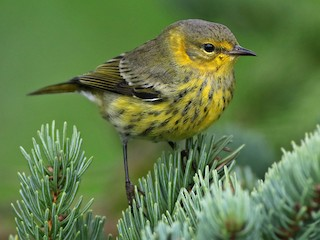 <p>Cape May Warbler</p>