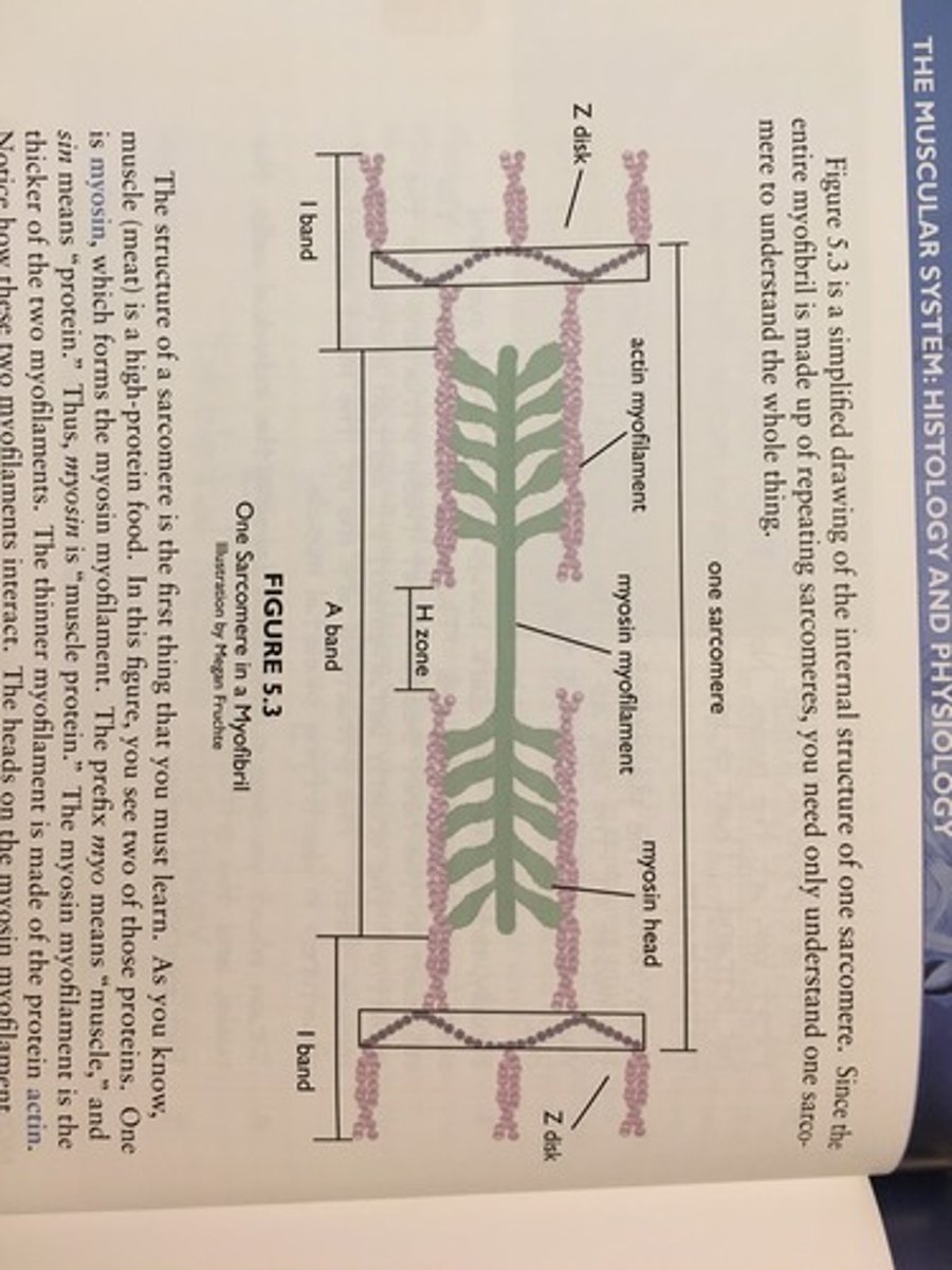 <p>Myosin, Myosin, actin</p>