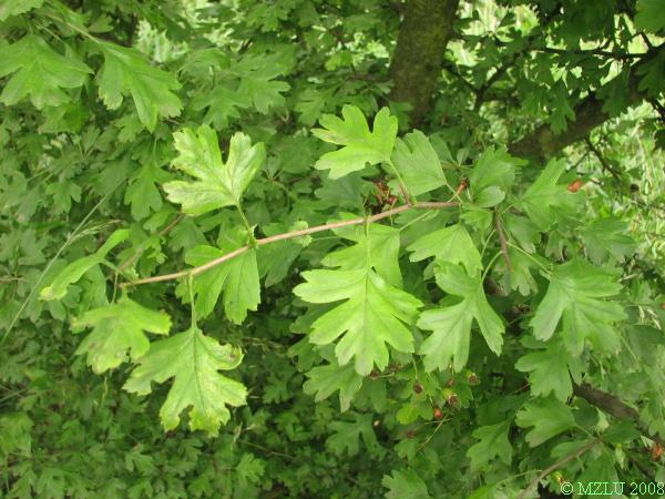 <p><span>hloh jednosemenný</span></p>