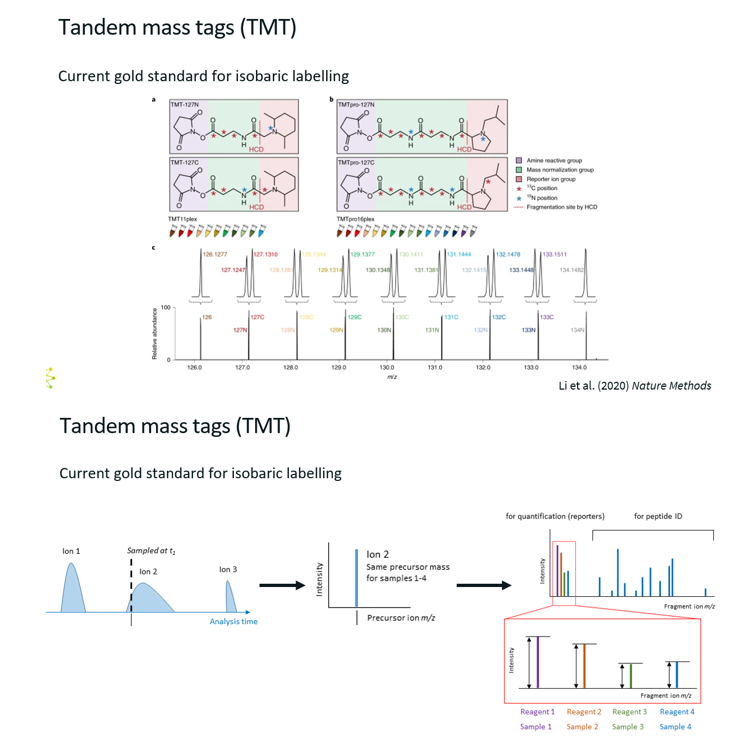 <p><strong><u>What?</u></strong></p><ul><li><p>Most popular version of isobaric labelling.</p></li><li><p>Tandem mass tags are chemical labels with the same mass (isobaric), but who release different reported ions during MS2 fragmentation.</p></li></ul><p><strong><u>How does it work?</u></strong></p><ol><li><p><strong>Labelling</strong>: </p><ul><li><p>Digest proteins from each sample into peptides.</p></li></ul><ul><li><p>Label each sample with a different TMT reagent.</p></li></ul></li></ol><ol start="2"><li><p><strong>Mixing &amp; MS1</strong>: </p><ul><li><p>Combine all labelled samples into one tube.</p></li></ul><ul><li><p>In MS1, all peptides appear to have the <strong>same mass</strong> because the tags are isobaric.</p></li></ul></li></ol><ol start="3"><li><p><strong>MS/MS (MS2)</strong></p><ul><li><p>Peptides are fragmented.</p></li><li><p>Each tag releases a <strong>reporter ion with unique m/z</strong> (e.g., 126–131).</p></li><li><p>The <strong>intensity</strong> of these reporter ions reflects the <strong>relative abundance</strong> of the peptide in each sample.</p></li></ul></li></ol><p><strong><u>Interpreting the results?</u></strong></p><p>In the MS2, we have peaks corresponding to peptide fragments of one peptide. The reporter ions give the abundance of that one peptide in each of the four samples.</p><p>Thus, the right part of the MS2 is only used to get the sequence of the sequence, and the left part is used for quantification.</p><p><strong><u>Pros:</u></strong></p><p>Compared to SILAC, which doubles the throughput, this can go as far as multiplying the throughput by 32.</p><p><strong><u>Cons:</u></strong></p><p>Expensive</p>