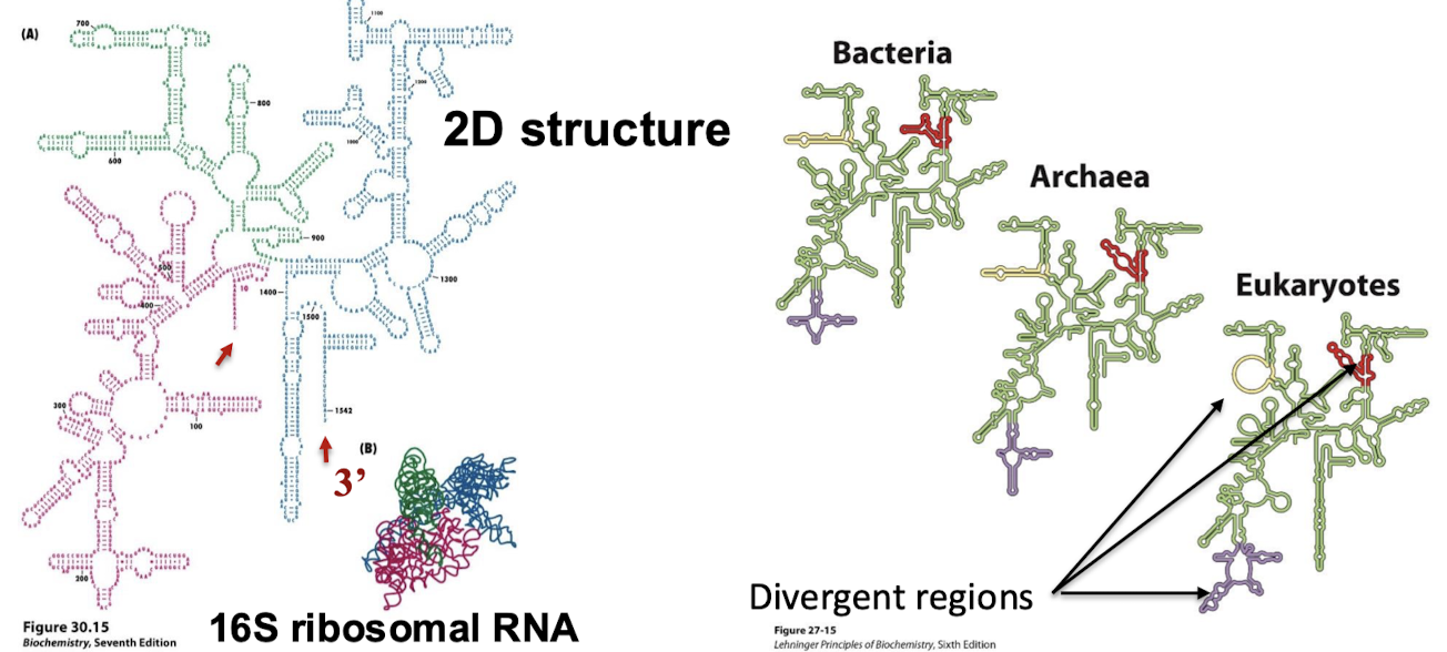 <p>5S, 16S, and 23S rRNA are critical for ribosomal structure &amp; function: rRNA is the actual catalyst for protein synthesis.</p>