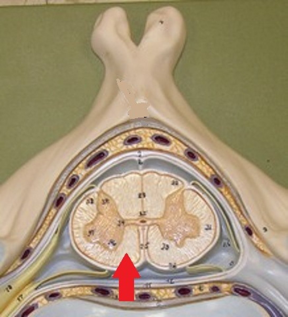 <p>lies between the anterior gray horns and the anterior median fissure</p>
