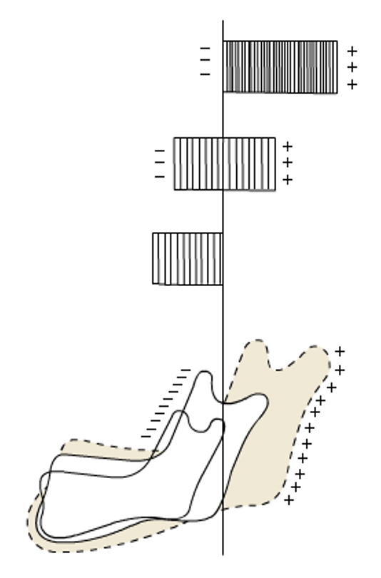 <p>outline the growth pattern of the mandible </p>