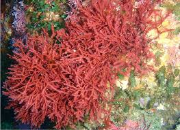 <p>Classify this phylum of multicellular algae:</p>