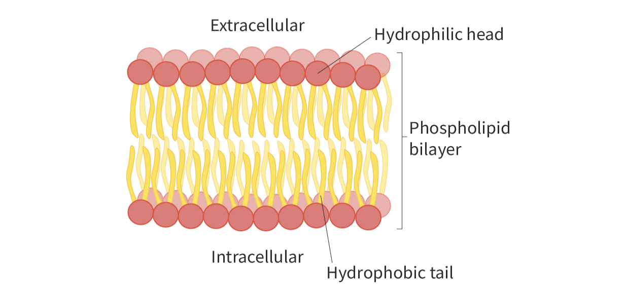 <ul><li><p>phospholipids oriented in a special way</p></li><li><p>when placed in water, head faces the aqueous solution, tail faces away from the solution</p></li><li><p>orient themselves this way</p></li></ul>
