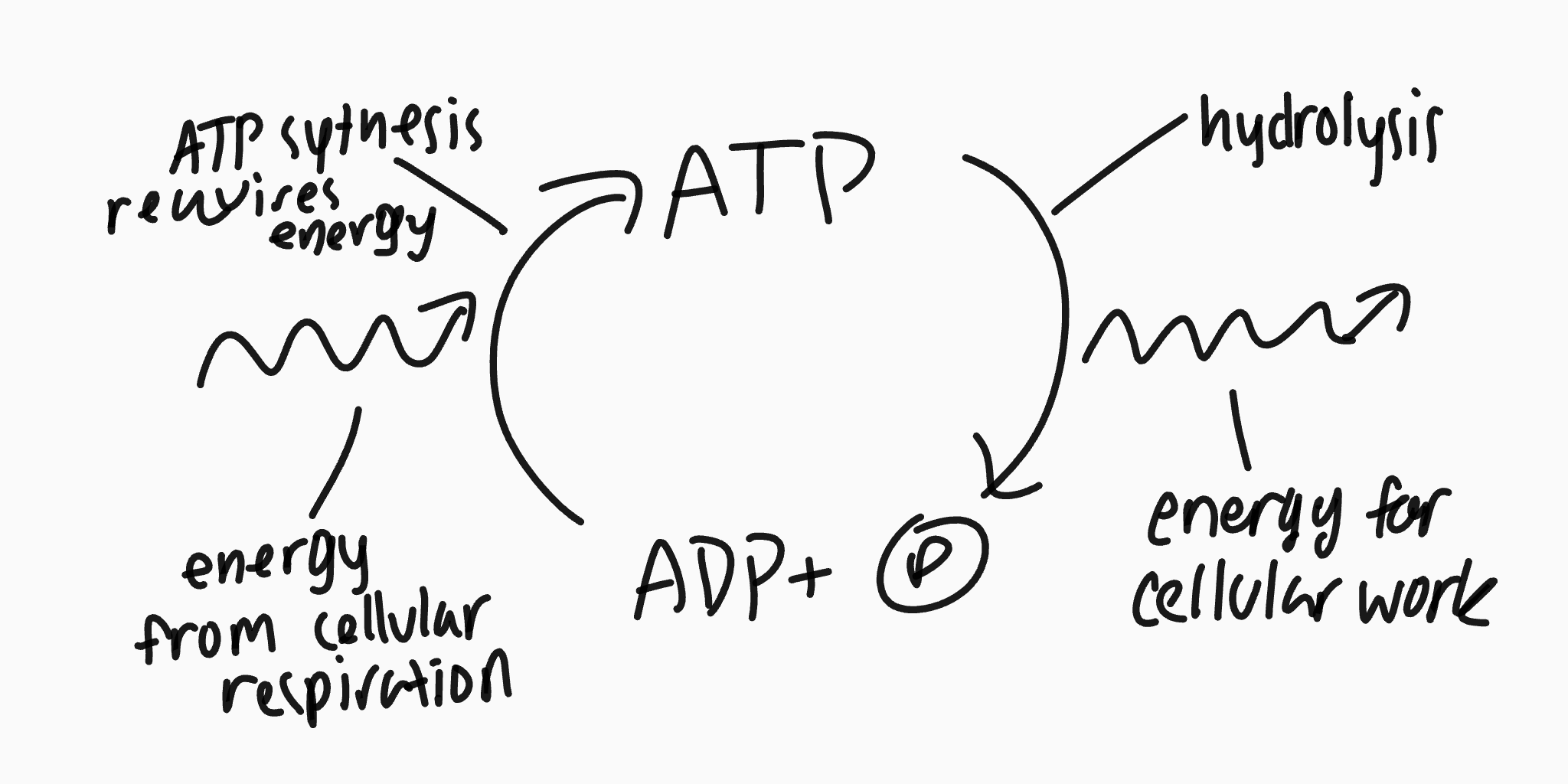 <p>it adds water to get the energy between the bonds making it a diphosphate (ADP)</p>