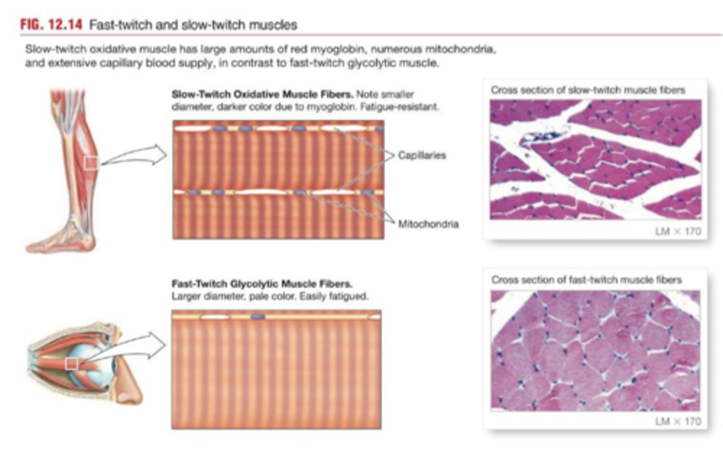 <p>slow-twitch muscle fibers</p>