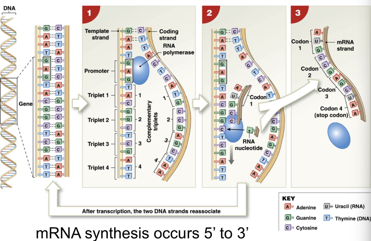 <p></p><p>DNA → synthesis of mRNA</p><ol><li><p><u>RNA polymerase</u> = enzyme that synthesizes mRNA from DNA</p></li></ol><ul><li><p>attaches to promoter of DNA, reads template strand</p></li><li><p>assisted by <u>transcription factors</u> = protein that guides enzyme (RNA polymerase) to correct gene </p></li><li><p><u>Helicase</u> = enzyme that unwinds DNA coding strand + template strand</p></li></ul><p></p><ol start="2"><li><p>pairs DNA with complimentary RNA base </p></li></ol><ul><li><p>DNA <u>G </u>→ RNA <u>C</u></p></li><li><p>DNA <u>A </u>→ RNA <u>U</u></p></li><li><p>DNA <u>C </u>→ RNA <u>G</u></p></li><li><p>DNA <u>T </u>→ RNA <u>A</u></p></li></ul><p></p><ol start="3"><li><p>Transcription stops when RNA polymerase reaches <u>terminator sequence</u> = sequence of nucleotides that end transcription </p></li></ol><p></p><p>5’ → 3’</p><p></p><p><strong>helicase unzips DNA → transcription factors guide RNA polymerase to promoter of template DNA strand → RNA polymerase pairs DNA w/ complimentary RNA base → transcription stops at terminator sequence </strong></p>