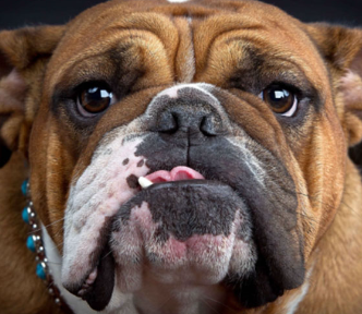 <p>-medical: treat for esophagitis</p><p>-brachycephalic syndrome surgery in affected dogs</p><p>surgical options if fail medical management or airway surgery:</p><p>-diaphragmatic crural apposition (reduce size of esophageal hiatus)</p><p>-esophagopexy</p><p>-left fundic gastropexy</p>