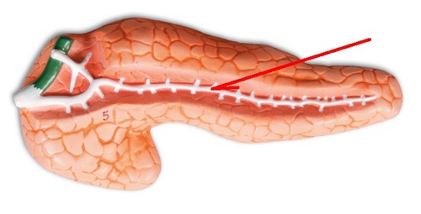 <p>Identify the structure, organ, or bone.</p>