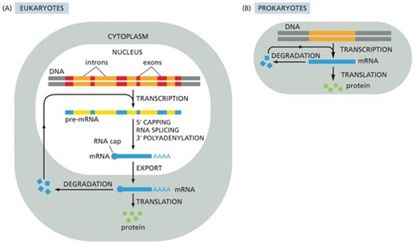 <p>for both eukaryotes and prokaryootes, amount generated ddepnds on rates of transcription, translation, and degradation.</p>