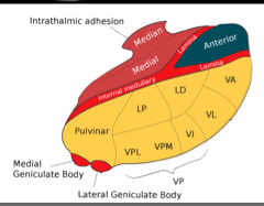 <ul><li><p>lateral geniculate nuclei</p></li><li><p>medial geniculate nuclei</p></li><li><p>ventro posterior nuclei</p></li></ul>
