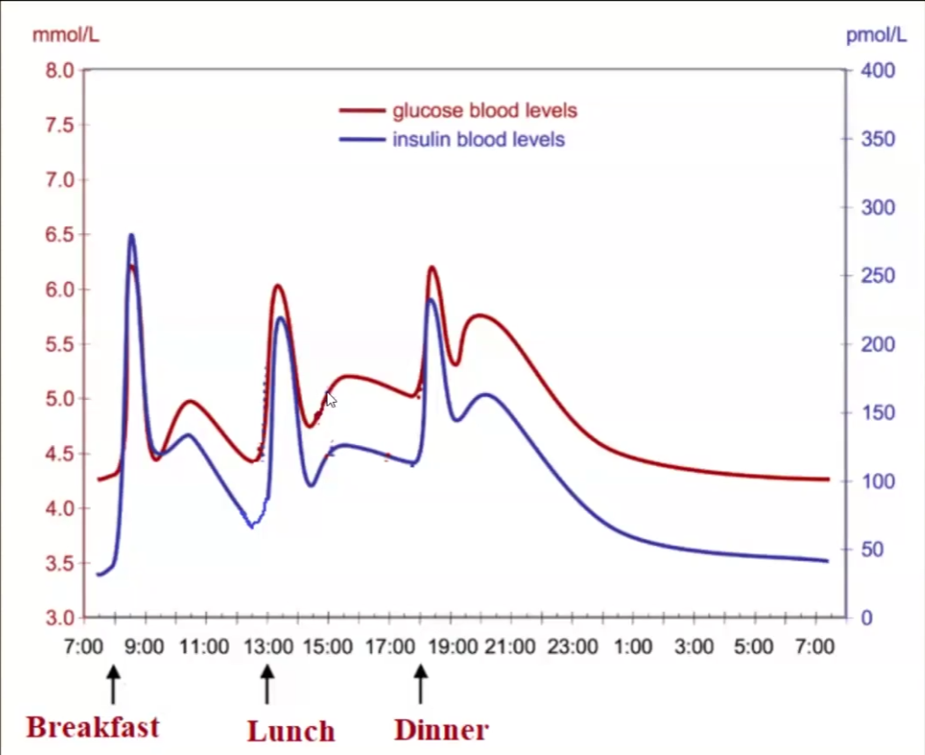 <ul><li><p>Insulin is only higher than glucose during the morning/breakfast → most important meal for regulating insulin</p></li><li><p>The res of the day insulin and glucose should be almost equal</p></li></ul><p></p>