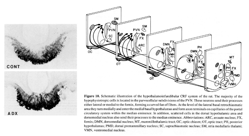 <p>What this figure/staining show?</p>