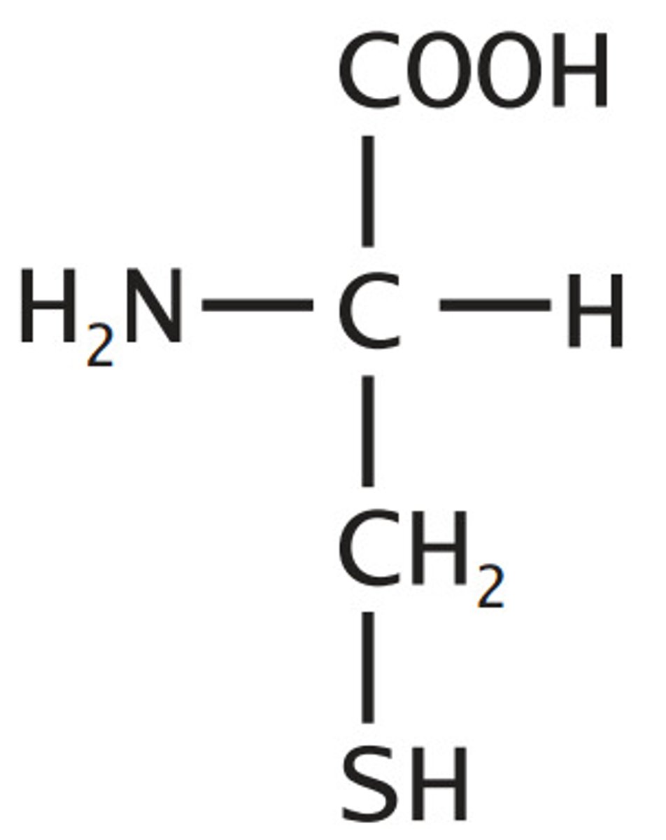 <p>(Polar, Uncharged) Thiol/sulfhydryl can lose a proton at physiological pH (pKa ~8), Reactive: can form disulfide bonds or be oxidized to sulfonic acid</p>