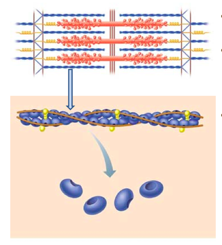 A globular protein that links into chains, two of which twist helically about each other, forming microfilaments in muscle and other contractile elements in cells.