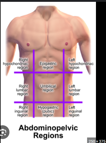 <p><em>Upper left and right abdominal areas, below the ribs</em></p>