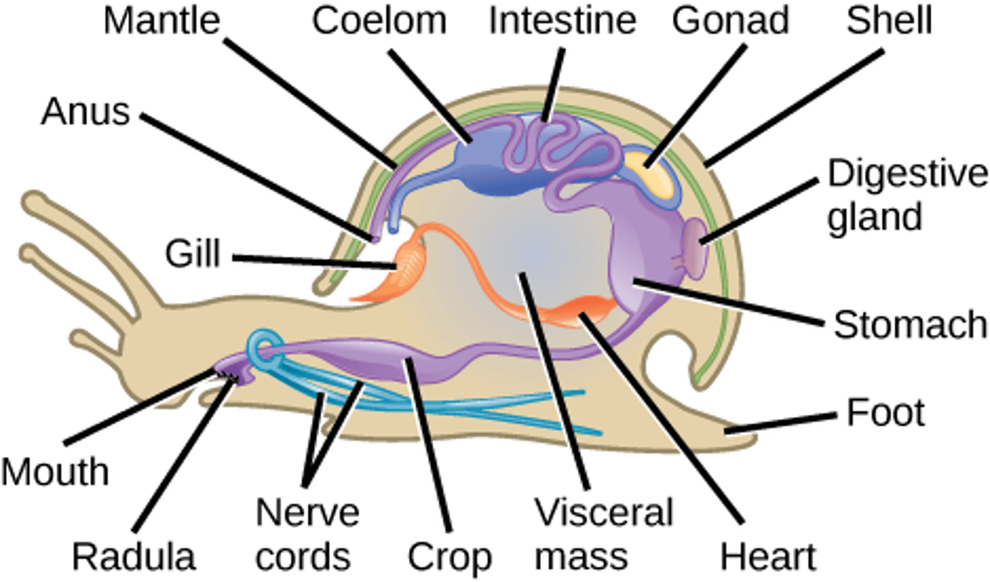 <p>anterior brain with <br>ventral nerve cord</p>