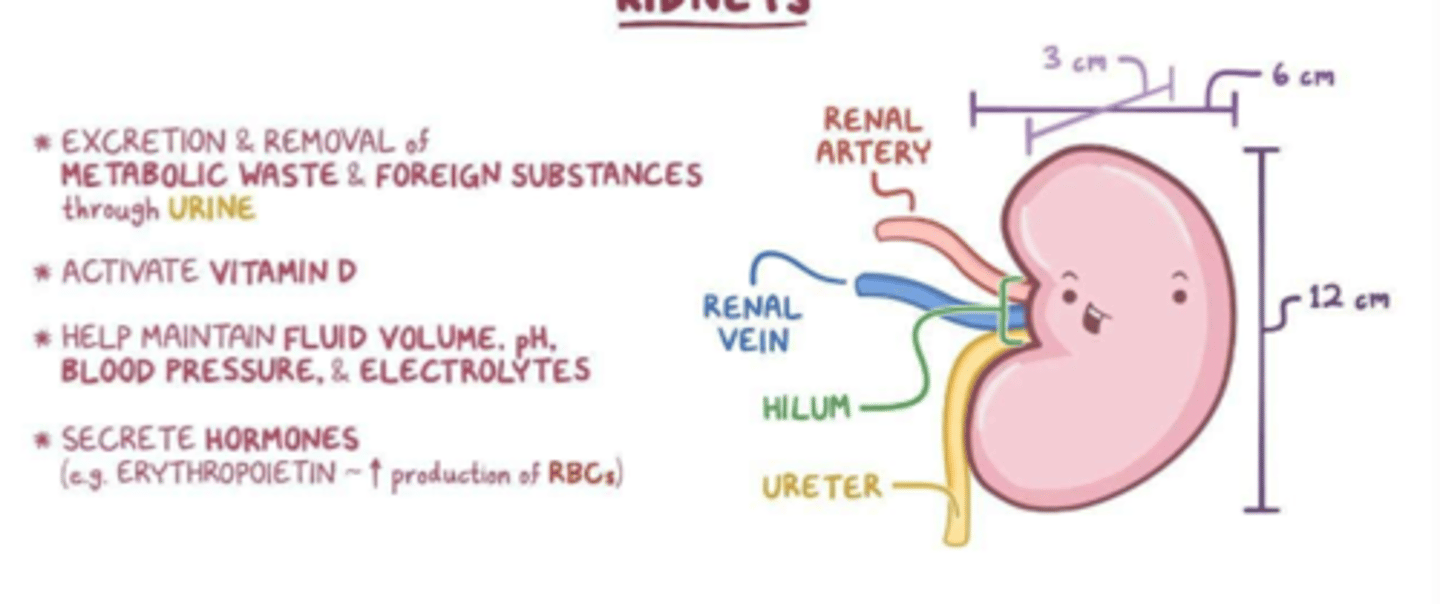 <p>excretion and removal of metabolic waste and foreign substances</p><p>maintain fluid volume, pH, blood pressure, electrolytes</p><p>secrete hormones</p>