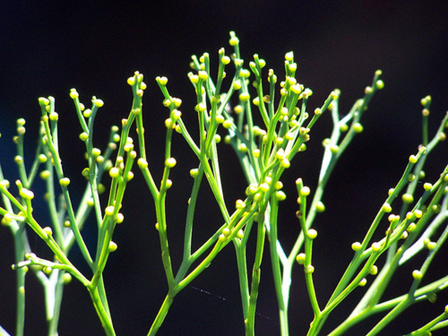 <p>(monilophyte) leaves and roots reduced or lost, yellow + ball like sporangia at stem nodes, dichotomous branching of stem</p>
