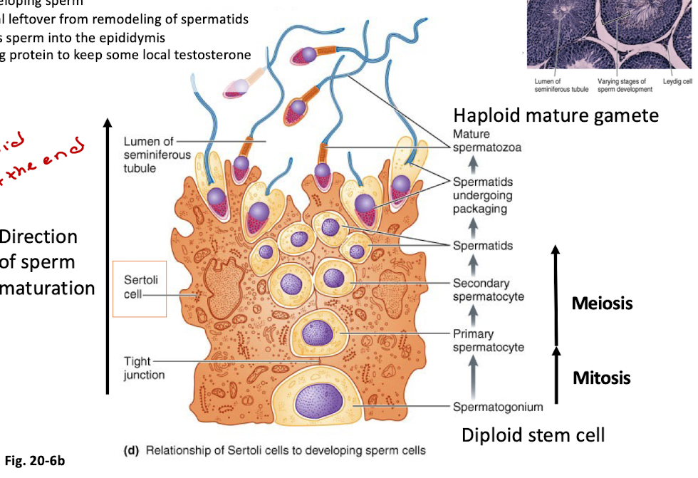 <ul><li><p>One diploid spermatogonium → four haploid spermatozoa</p></li><li><p>Sertoli cells support maturation</p><ol><li><p>form a tight barrier btwn developing sperm and blood</p></li><li><p>provide nutrients to developing sperm</p></li><li><p>phagocytose the material leftover from remodeling of spermatids</p></li><li><p>secrete fluid that washes sperm into the epididymis</p></li><li><p>secrete androgen binding protein to keep some local testosterone</p></li></ol></li></ul><p></p>