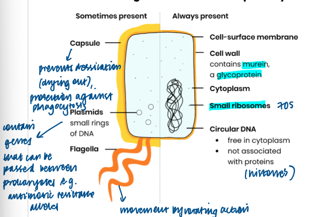 knowt flashcard image