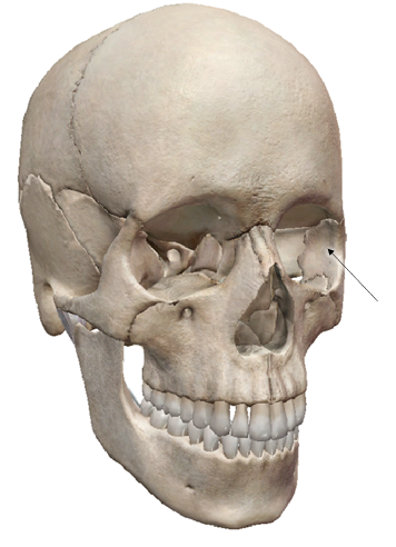 <p><span>Name the aspect of the bone <u>and the bone</u>.</span></p>