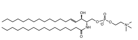 <p>Two nonpolar tails (1 Sphingosine and 1 fatty acid)</p>