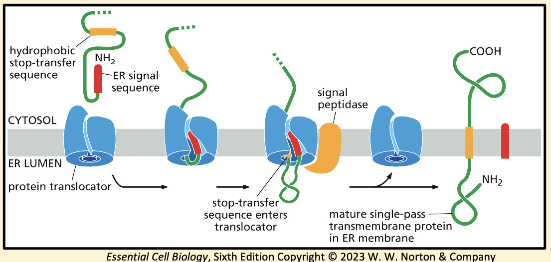 <ol><li><p>The N-terminal ER signal sequence (red) directs the ribosome to the ER and initiates the transfer of the polypeptide chain through the ER membrane</p></li><li><p>A stop-transfer sequence (orange) within the growing chain pauses movement through the translocator</p></li><li><p>The N-terminal signal sequence is removed  by a signal peptidase and the protein translocator releases the growing peptide laterally into the membrane</p></li><li><p>The hydrophobic stop-transfer sequence remains in the bilayer as an α-helical segment, anchoring the protein in place</p></li></ol><p></p>