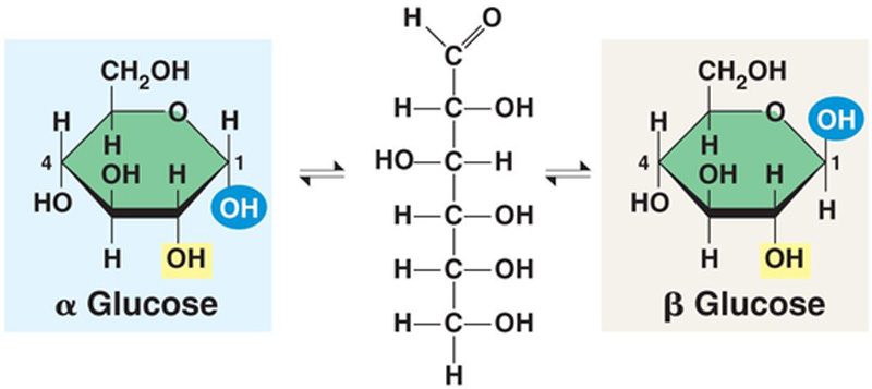 <ul><li><p>Alpha and Beta Isomers</p></li><li><p>Ring and Straight Chain Isomers</p></li></ul>