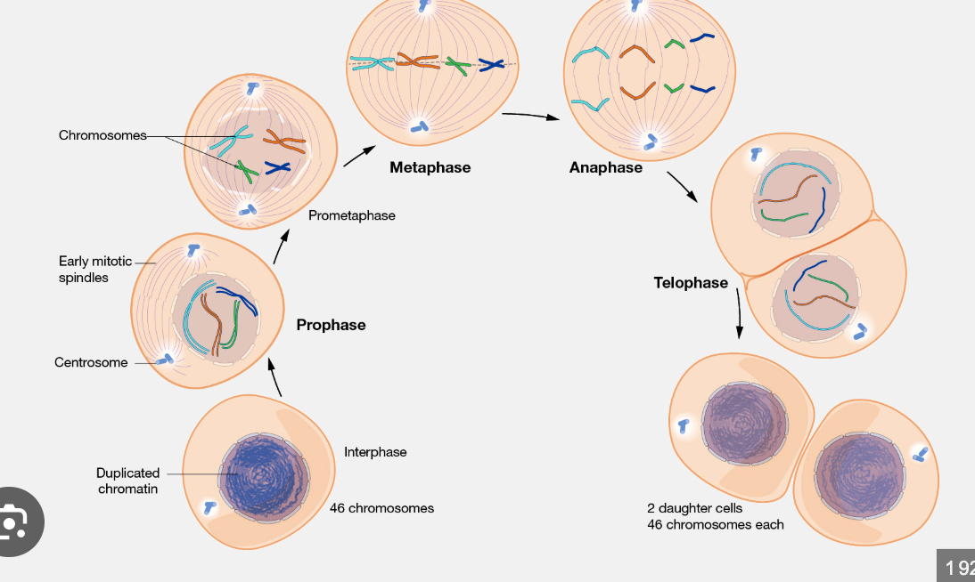 <p>Mitosis is the process of cell division that results in two genetically identical daughter cells. It is used for growth, repair, and asexual reproduction.</p><p></p><ul><li><p><strong>Prophase</strong>: Chromosomes condense, and the nuclear envelope begins to break down.</p></li><li><p><strong>Prometaphase: </strong> nuclear envelope breaks, spindle attaches to the chromosomes at the centromeres </p></li><li><p><strong>Metaphase</strong>: Chromosomes line up at the cell’s center.</p></li><li><p><strong>Anaphase</strong>: Chromosomes are pulled apart to opposite sides of the cell.</p></li><li><p><strong>Telophase</strong>: New nuclear membranes form around the separated chromosomes.</p></li><li><p><strong>Cytokinesis</strong>: The cell’s cytoplasm divides, creating two daughter cells.</p></li></ul><hr><p></p><p></p>