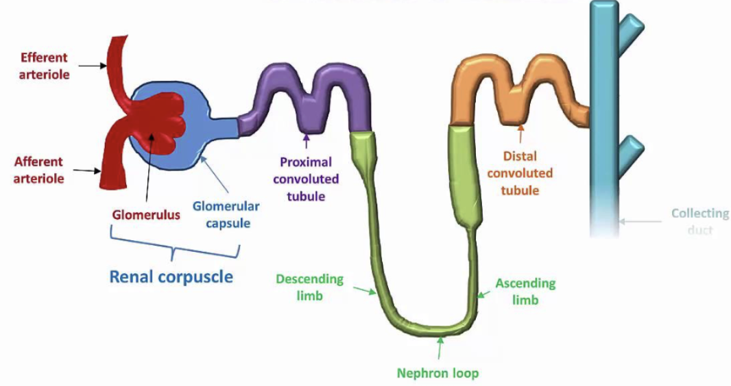 <ol><li><p><strong>Glomerulus </strong></p></li><li><p><strong>Peritubular capillaries </strong></p></li></ol><p></p>