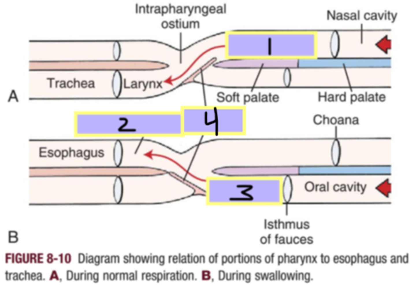 knowt flashcard image