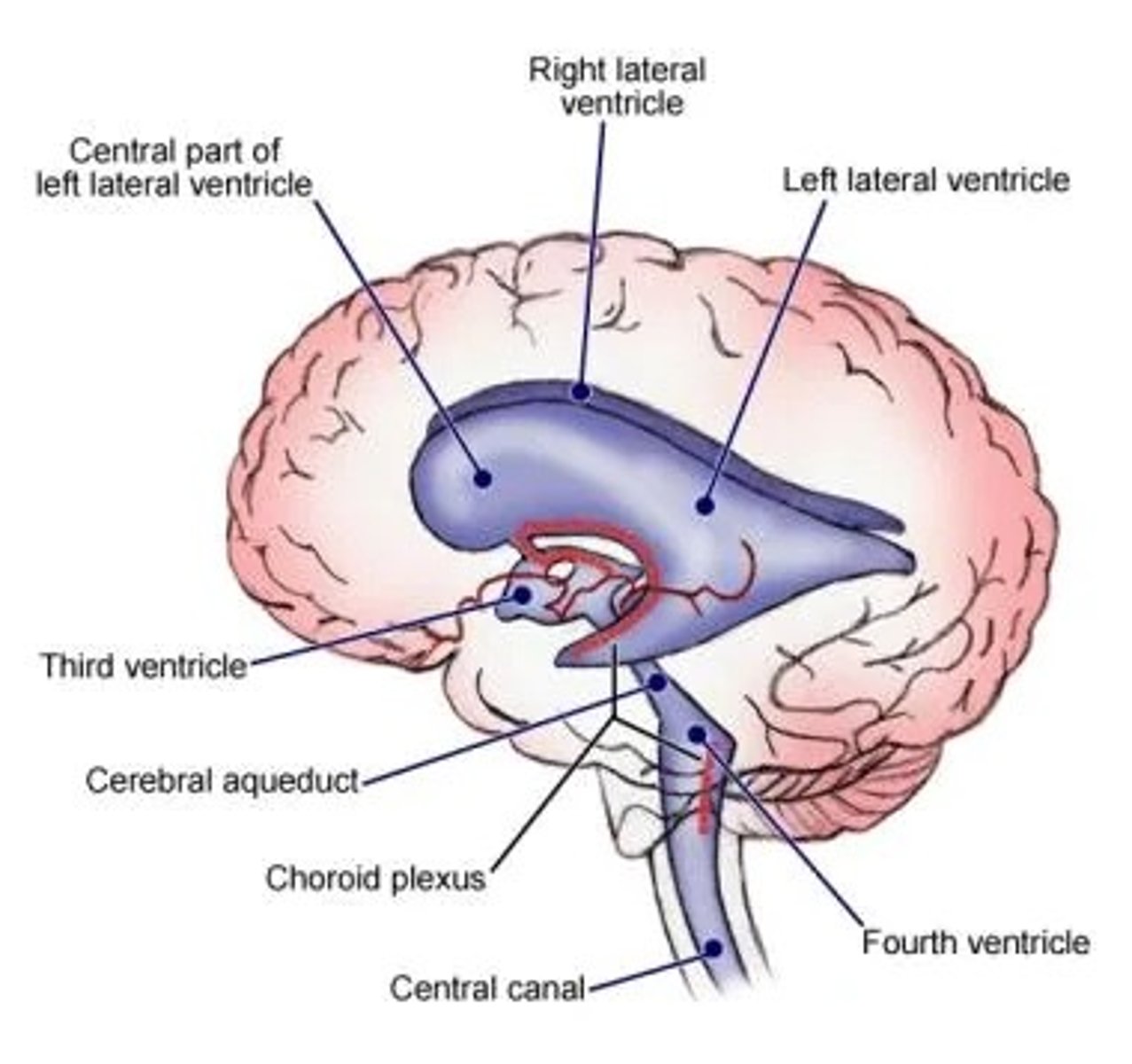 <p>a fluid-filled channel in the center of the spinal cord</p>
