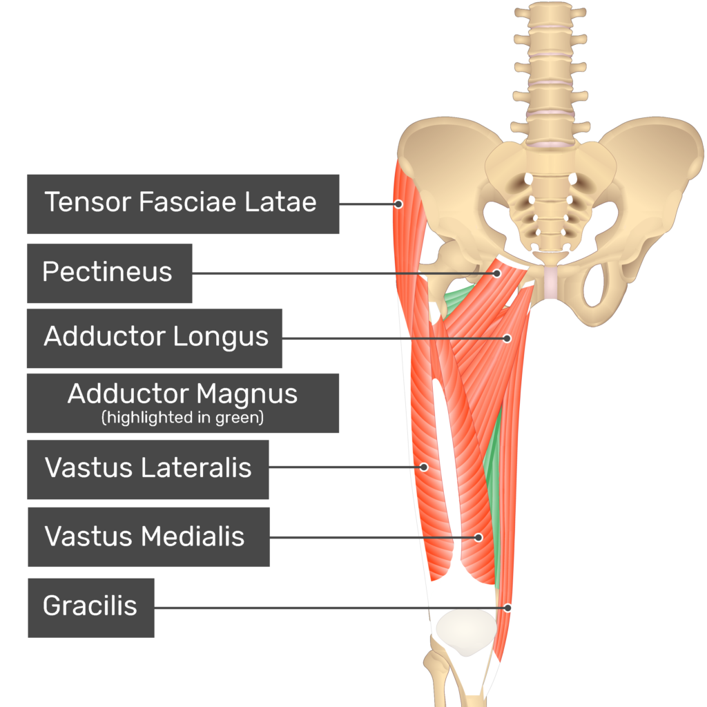 <p>Location:</p><ul><li><p><strong>both in the posterior and medial fascial compartments of the thigh</strong></p></li><li><p>medial compartment of the thigh</p></li></ul><p></p><p>Function:</p><ul><li><p><strong>dynamic stabilizer of the pelvis and femur and a prime femoral adductor</strong></p></li><li><p>contributes to hip extension and rotation</p></li></ul><p></p>