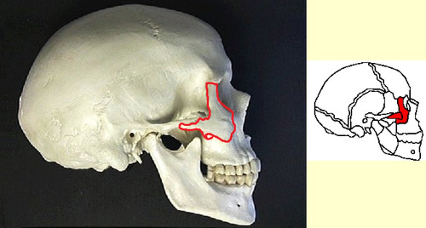knowt flashcard image