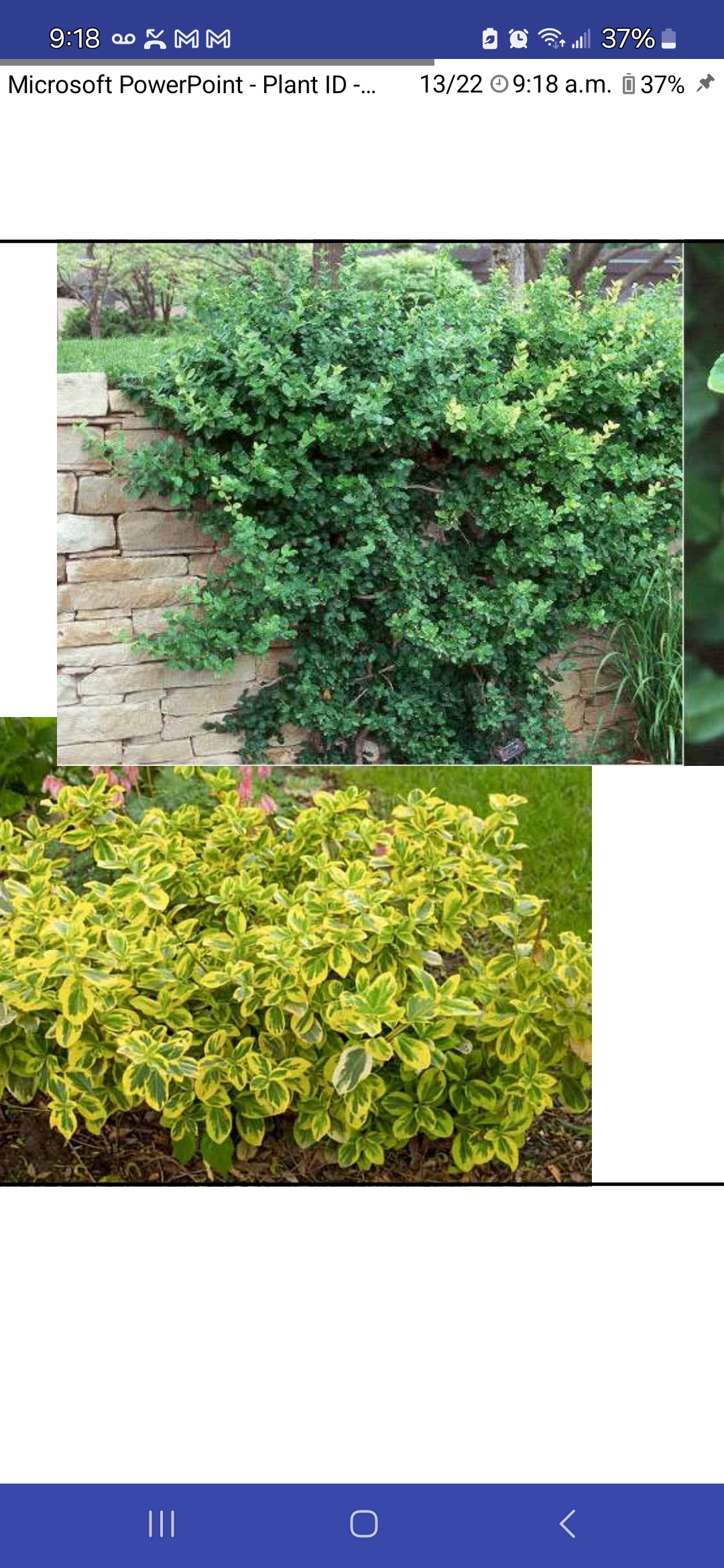 <p>Euonymus fortunei, Celastraceae</p>