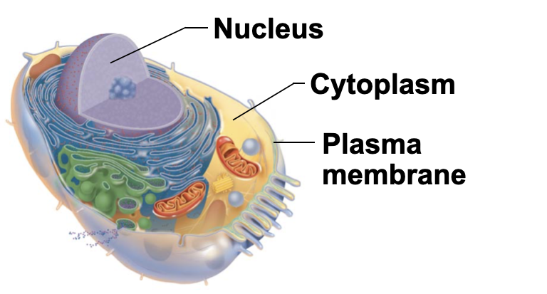 <p>What contains fluid called cytosol and holds other organelles together</p>