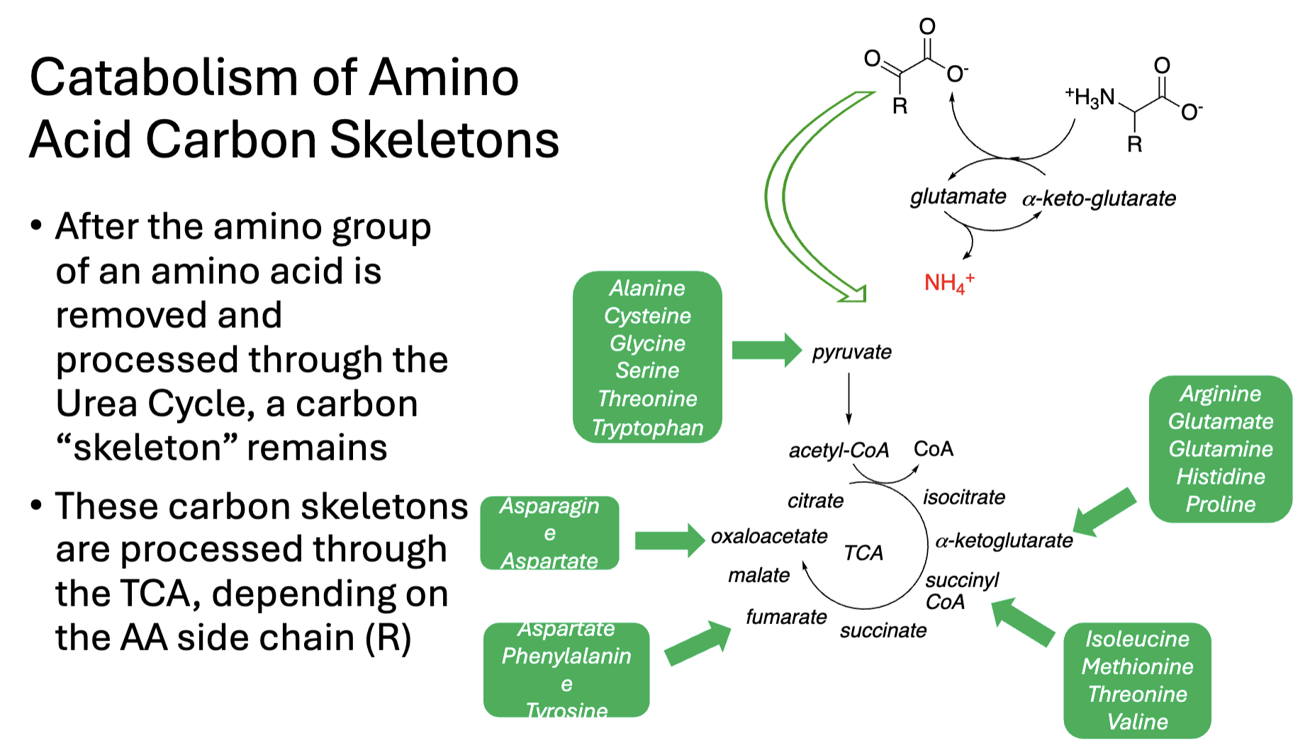<p>DON’T MEMORIZE GREEN AA</p>