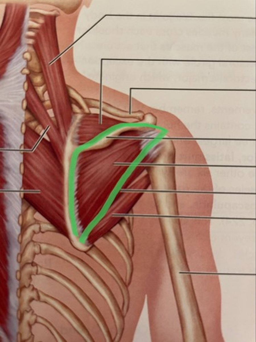 <p>O: infraspinous fossa of scapula</p><p>I: greater tubercle of humerus</p><p>A: stabilizes humerus</p>