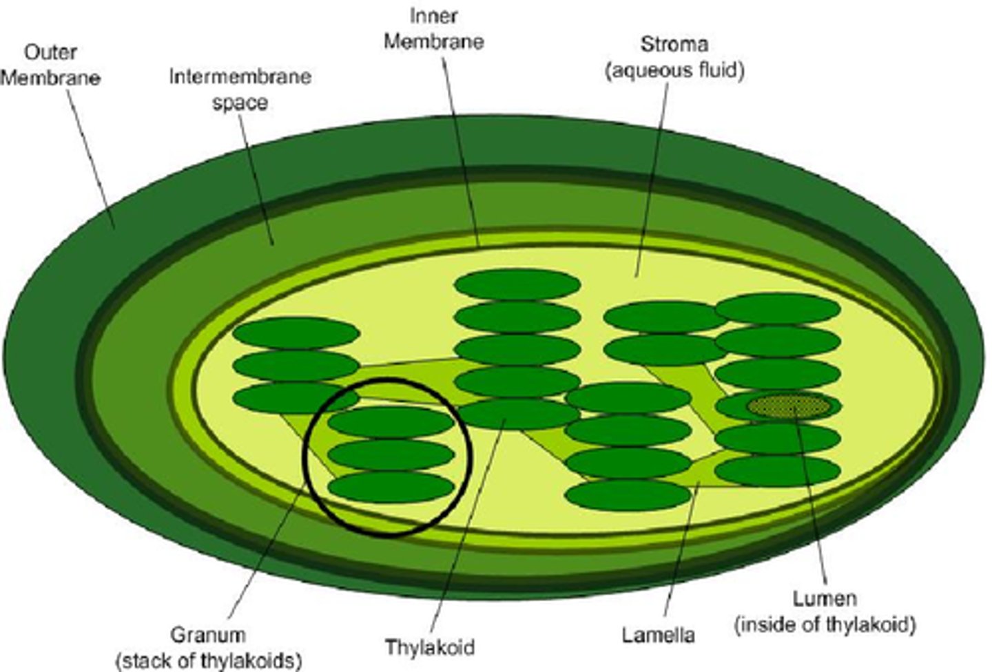 <p>A stacked portion of the thylakoid membrane in the chloroplast. Grana function in the light reactions of photosynthesis</p>