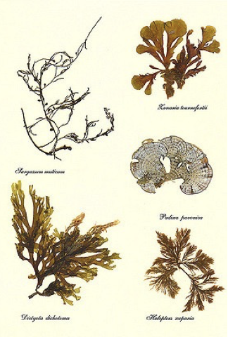 <p>brown algae </p>