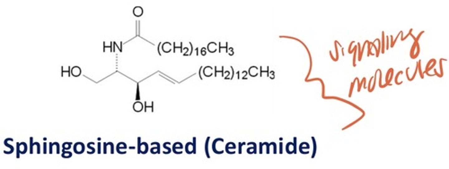 <p>signaling molecules with esterfied FA</p>