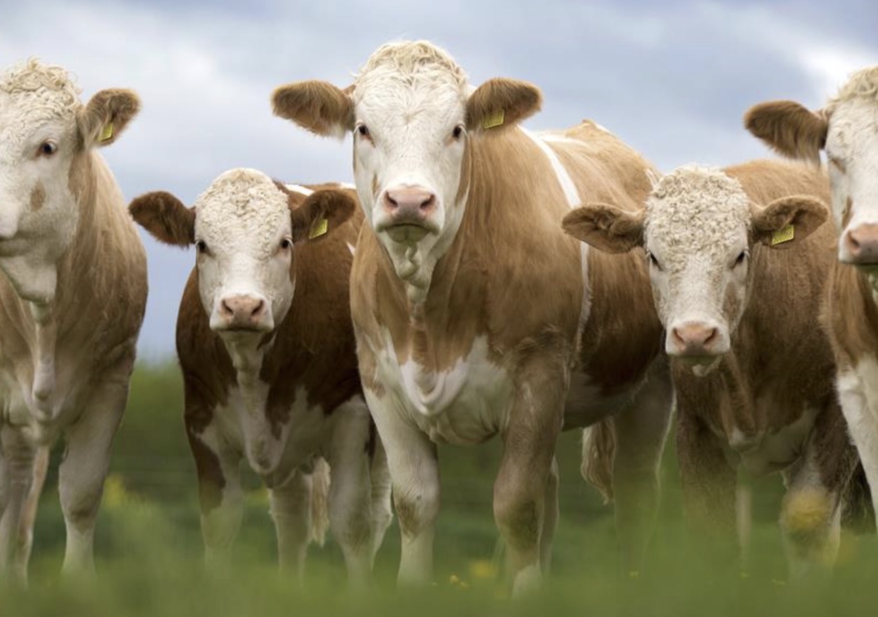 <p>What breed of cow is this and what is it mainly used for commercially?</p>