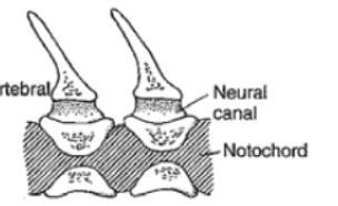 <ul><li><p>both ends concave</p></li><li><p>sharks, teleosts, extant amphibians</p></li></ul><p></p>