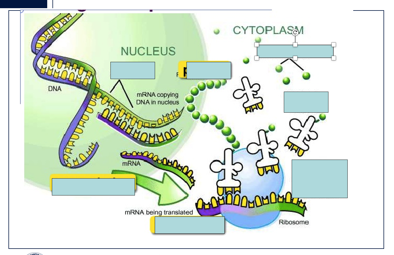 <p><span> describes the flow of genetic information within a biological system. </span></p>