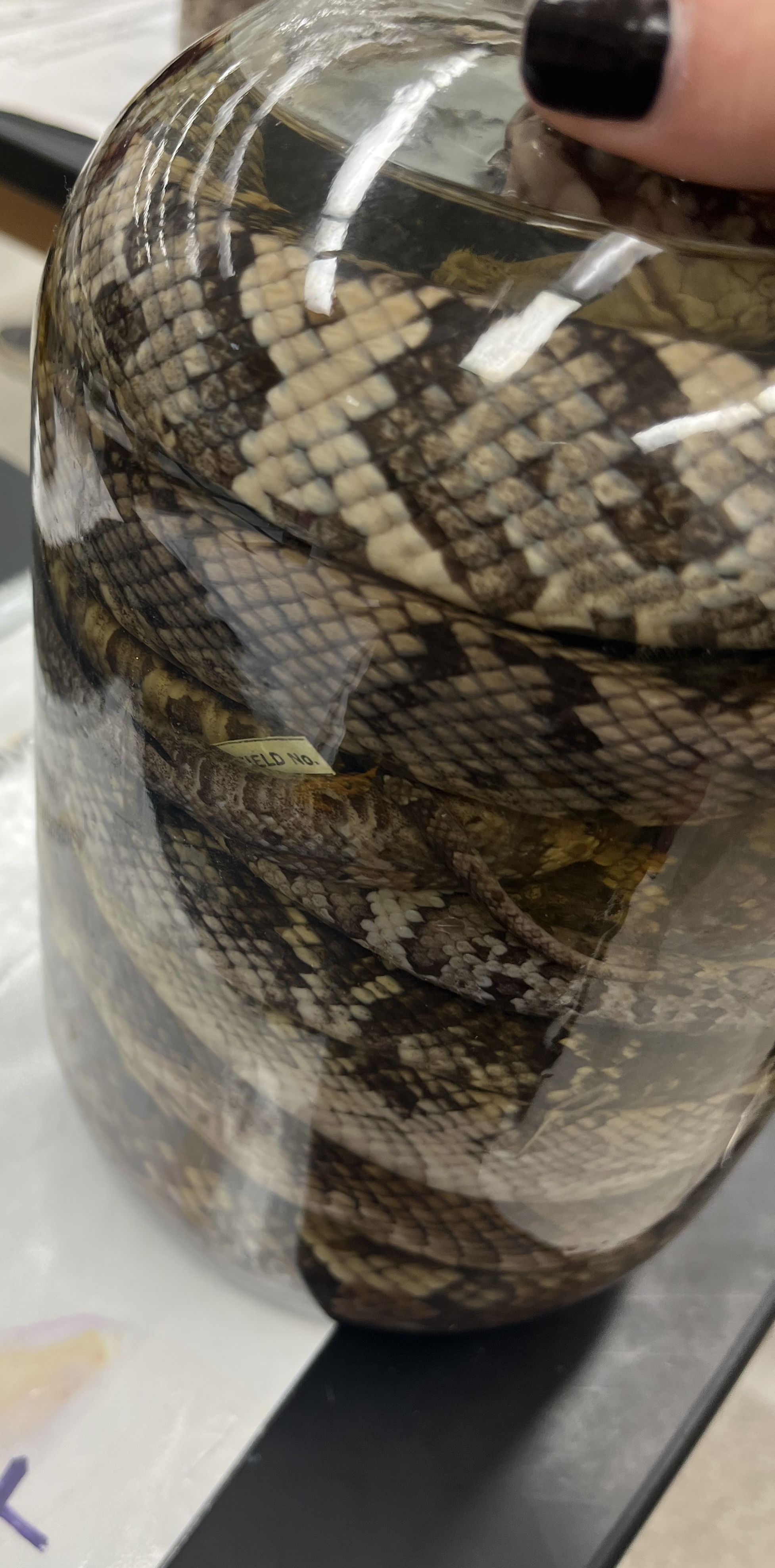 <ul><li><p>large</p></li><li><p>tan</p></li><li><p>brown, unclosed circles in dark brown</p></li><li><p>darker inside circle</p></li></ul><p></p>